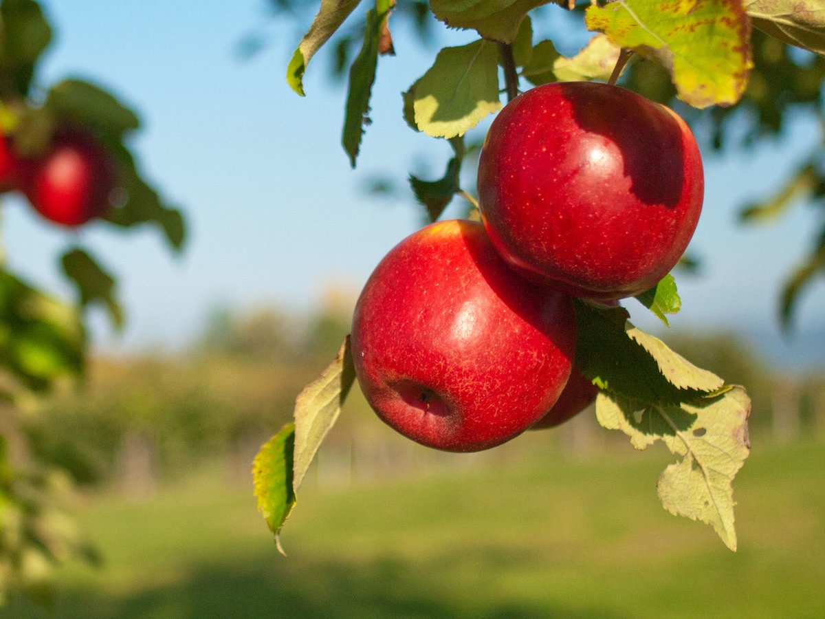Apples: Benefits And Contraindications