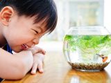 Care For The Aquarium At Home And The Rules Of The Fish