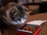 Is chocolate bad for cats