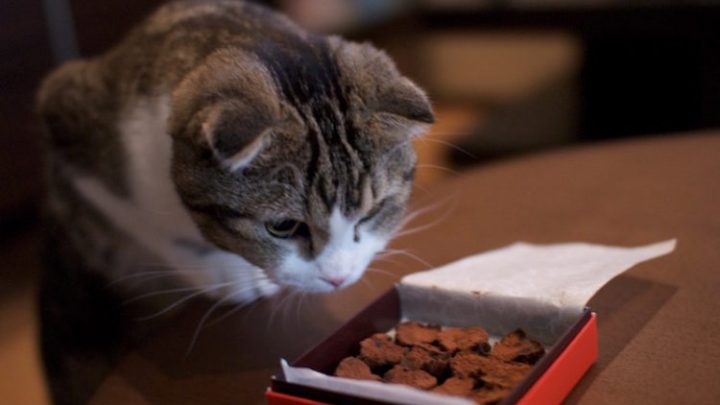 Is chocolate bad for cats?