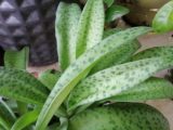 Growing and Caring For Leopard Succulents