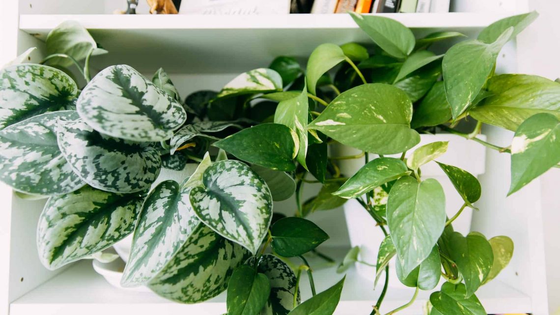 How To Take Care Of Sterling Pothos Plants