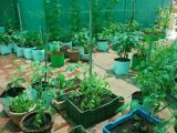 Terrace Vegetable Gardening