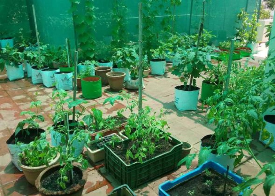 Urban Gardening Made Easy: Tips for Terrace Vegetable Gardening