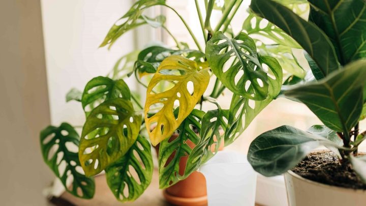 How Do You Know if Monstera is Thirsty?
