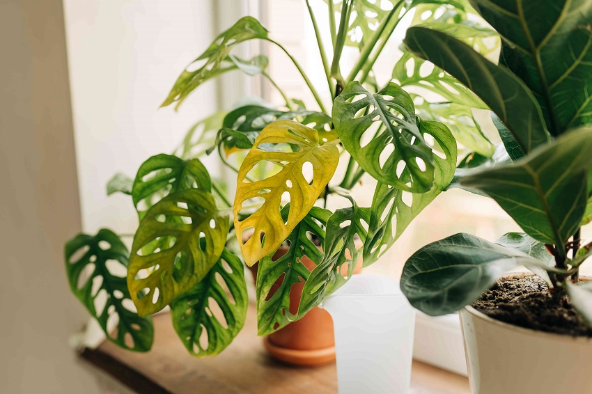 How Do You Know if Monstera is Thirsty?