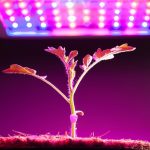 Lights for Seedlings
