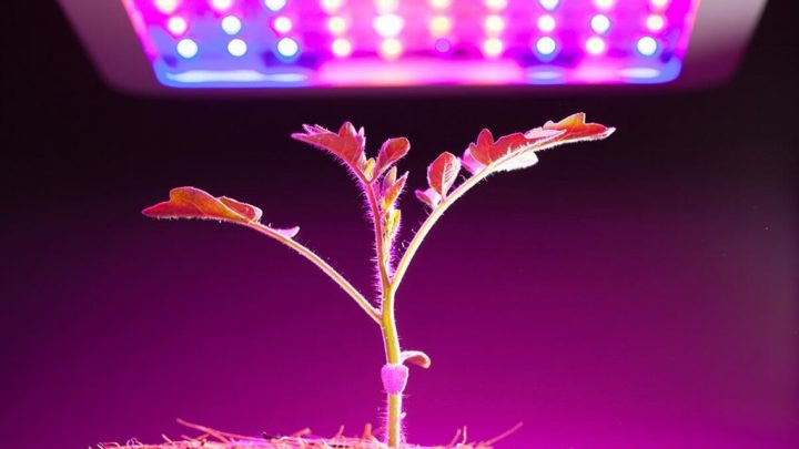 Grow Lights for Seedlings – Everything You Need to Know