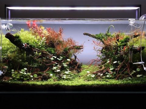 What’s the best tank size for beginners