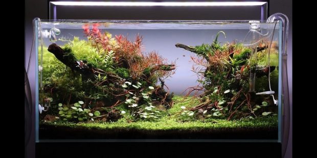 What’s the best tank size for beginners