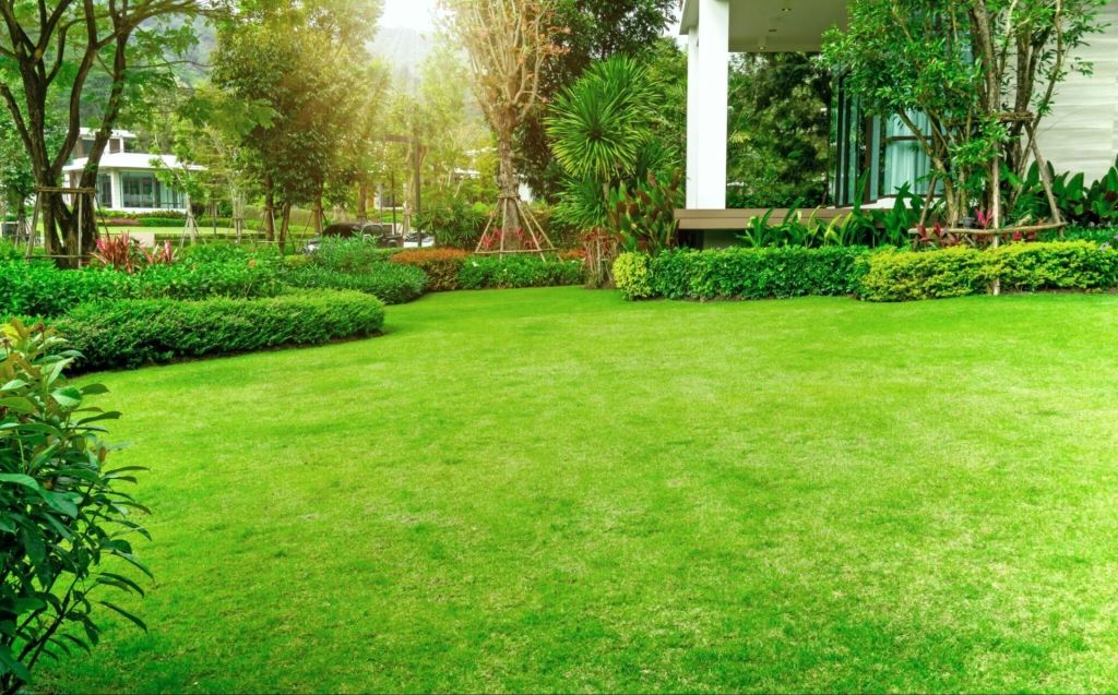Summer Lawn Care Tips for Los Angeles - Tree Care