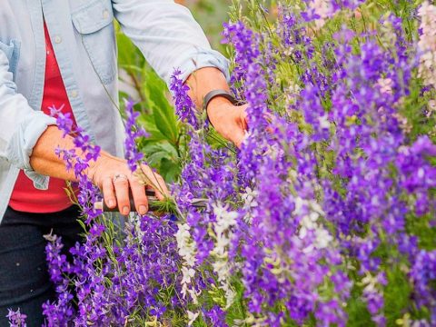 What garden gear works best for Oklahoma’s clay soil