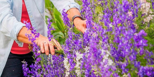 What garden gear works best for Oklahoma’s clay soil