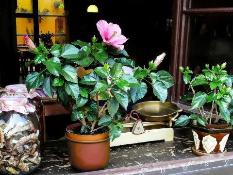 What type of potting mix for hibiscus