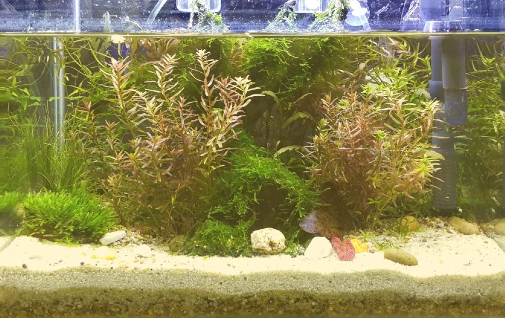 A before-and-after image showing a cloudy tank on the left and a crystal clear tank on the right after using natural remedies