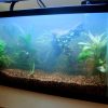 A cloudy, milky aquarium with fish barely visible, demonstrating a severe aquarium bacteria bloom