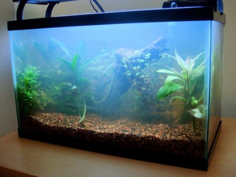 A cloudy, milky aquarium with fish barely visible, demonstrating a severe aquarium bacteria bloom