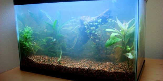 A cloudy, milky aquarium with fish barely visible, demonstrating a severe aquarium bacteria bloom