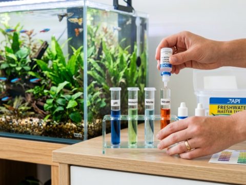 Vibrant tropical fish swimming in a clean aquarium with lush plants.